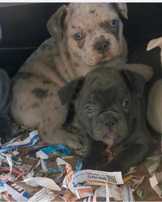 Cuccioli di bulldog francese