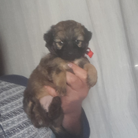 Cuccioli taglia piccola