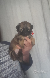 Cuccioli taglia piccola