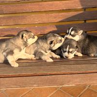 Cuccioli di Siberian Husky