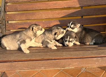 Cuccioli di Siberian Husky