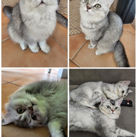 Cuccioli British Shorthair/ Longhair Pedigree