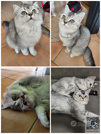 Cuccioli British Shorthair/ Longhair Pedigree