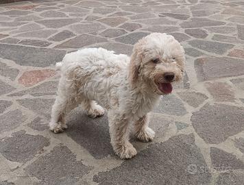 Cucciolo di Lagotto Romagnolo con Pedigree