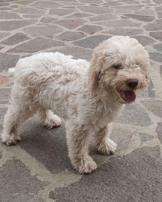 Cucciolo di Lagotto Romagnolo con Pedigree