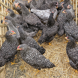 Galline ovaiole francesi barrate