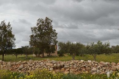 Rustico con ampio terreno