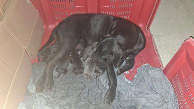 Cuccioli di cane corso