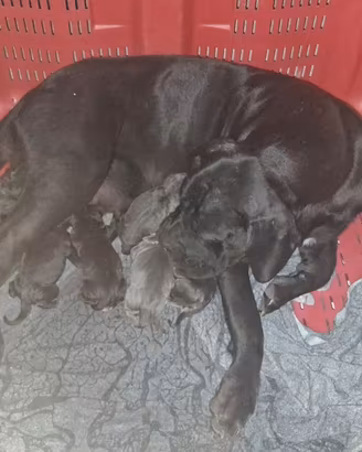Cuccioli di cane corso