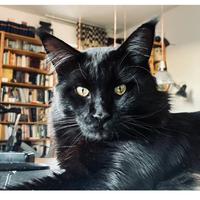 Gatto maschio da monta Maine Coon