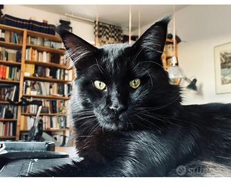 Gatto maschio da monta Maine Coon