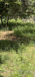 Taglio herba con decespugliatore - Fossignano