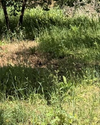 Taglio herba con decespugliatore - Fossignano