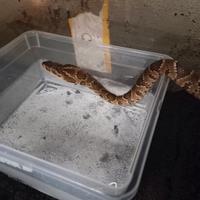 hydrodynastes gigas