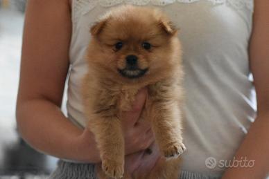 Cuccioli di spitz tedeschi