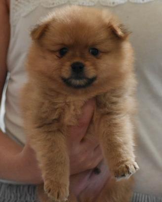 Cuccioli di spitz tedeschi