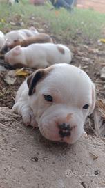 Cuccioli staffy
