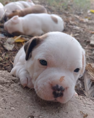 Cuccioli staffy