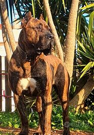 dogo presa canario 