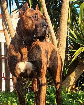 dogo presa canario 