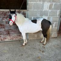 Pony Falabella femmina bicolore