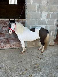 Pony Falabella femmina bicolore