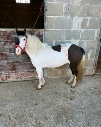 Pony Falabella femmina bicolore
