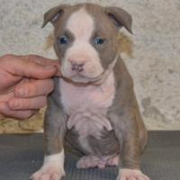 Cuccioli di pitbull