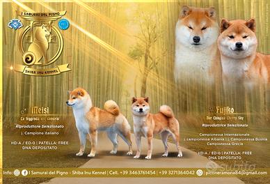 Cuccioli di shiba inu con pedigree disponibili