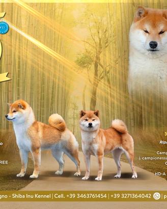 Cuccioli di shiba inu con pedigree disponibili