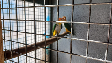 Parrocchetti dal collare