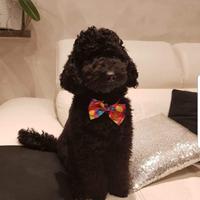 Barboncino nano disponibile per accoppiamento