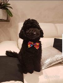 Barboncino nano disponibile per accoppiamento