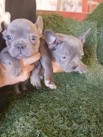 bulldog francese 