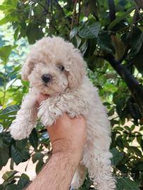 Cucciolo di maltipoo
