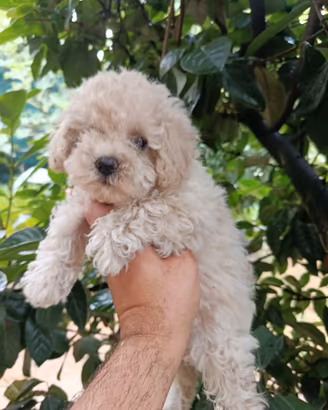 Cucciolo di maltipoo