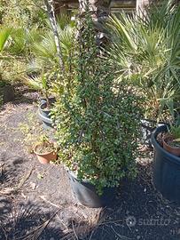 pianta grassa (portulaca)