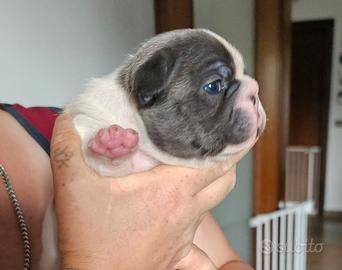 Bulldog Francese bianco e blu maschio