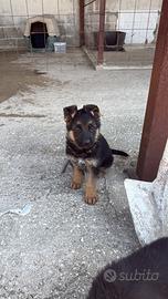 Cuccioli di pastore tedesco