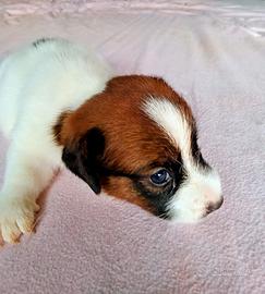 Jack Russell ruvidi