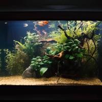 Acquario 60 cm,Completo di tutto,Montaggio e Avvio