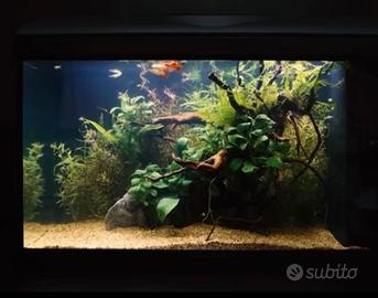 Acquario 60 cm,Completo di tutto,Montaggio e Avvio