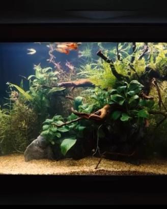 Acquario 60 cm,Completo di tutto,Montaggio e Avvio