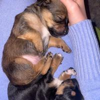 Dolcissimi cuccioli incrocio Jack Russell