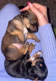 Dolcissimi cuccioli incrocio Jack Russell