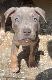 American Pitbull