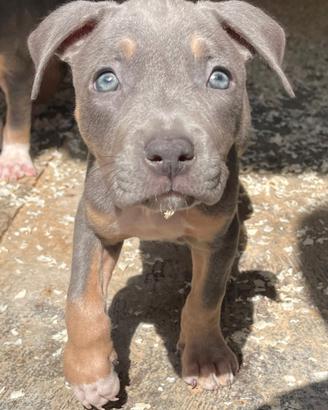 American Pitbull