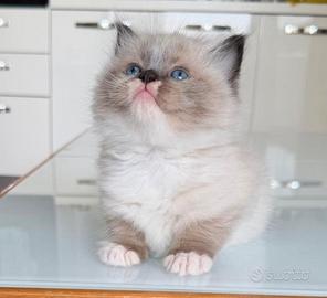 Cuccioli Ragdoll con Pedigree