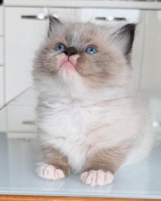 Cuccioli Ragdoll con Pedigree