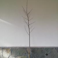 Albero LIQUIDAMBAR